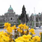 Launched under sun, rain and windy weather, by the City of Victoria, Destination Greater Victoria and their community partners, the 51st annual Greater Victoria Flower Count begins Wednesday (March 4) at 7 a.m. and runs until March 11 at 4 p.m. (Christine van Reeuwyk/Victoria News)